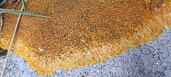 Calogaya saxicola