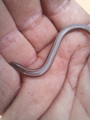 Scelotes bidigittatus