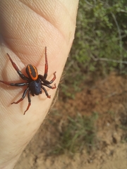 Psammorygma aculeatum