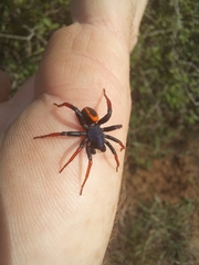 Psammorygma aculeatum