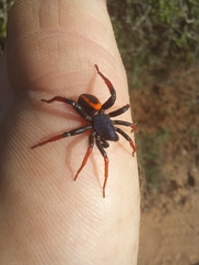 Psammorygma aculeatum