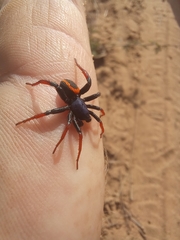 Psammorygma aculeatum