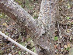 Rhus javanica