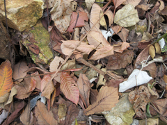 Rhus javanica