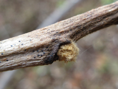 Rhus javanica