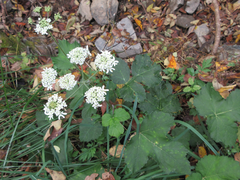Heracleum moellendorffii