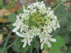 Heracleum moellendorffii