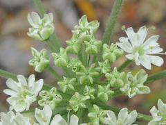 Heracleum moellendorffii