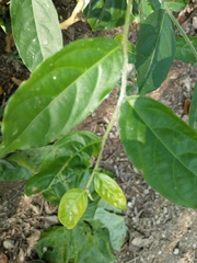 Glochidion rubrum