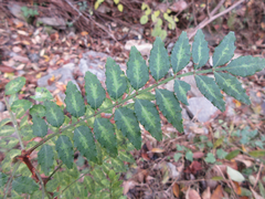 Zanthoxylum piperitum