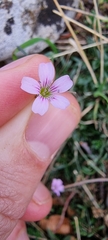 Petrorhagia saxifraga