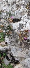 Petrorhagia saxifraga