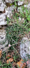 Petrorhagia saxifraga