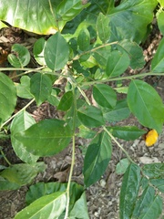 Glochidion rubrum