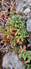 Sedum album