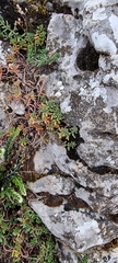 Sedum album