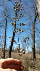 Scrophularia lanceolata