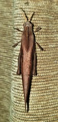 Lobosceliana