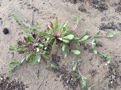 Chorizanthe cuspidata cuspidata