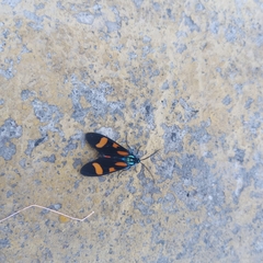 Cyanopepla arrogans
