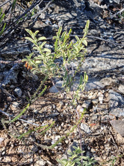 Hermannia holosericea