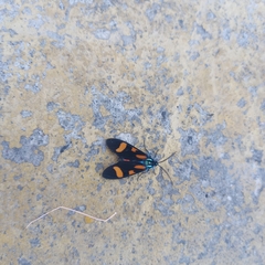 Cyanopepla arrogans