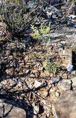 Hermannia holosericea