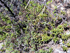 Hermannia holosericea