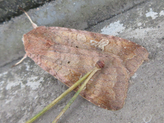 Diarsia canescens