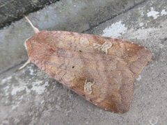 Diarsia canescens