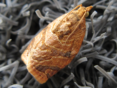 Adoxophyes privatana