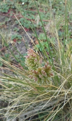 Poa douglasii