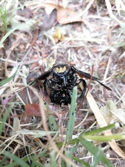 Xylocopa capitata