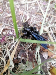 Xylocopa capitata