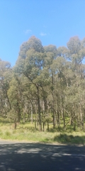 Eucalyptus aggregata