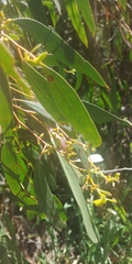 Eucalyptus aggregata