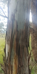 Eucalyptus dalrympleana