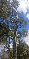 Eucalyptus dalrympleana