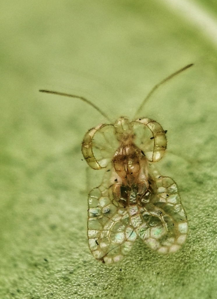 Skunk vine lacebug