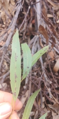 Eucalyptus dalrympleana
