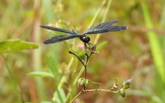 Rhyothemis plutonia