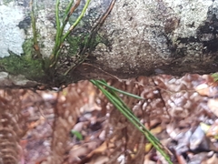 Dendrobium striolatum