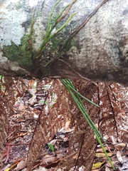 Dendrobium striolatum