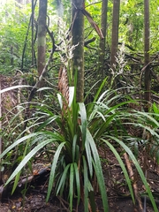 Helmholtzia glaberrima