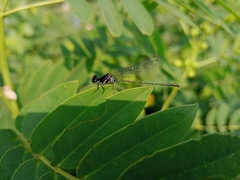 Onychargia atrocyana