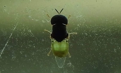 Oplodontha rubrithorax