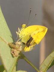 Eurema brigitta