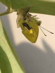 Eurema brigitta