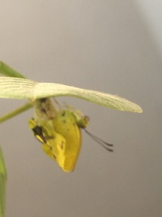 Eurema brigitta