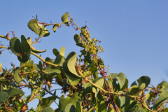 Smilax aspera